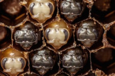 Watch the first 21 days of a bee’s life in 60 seconds