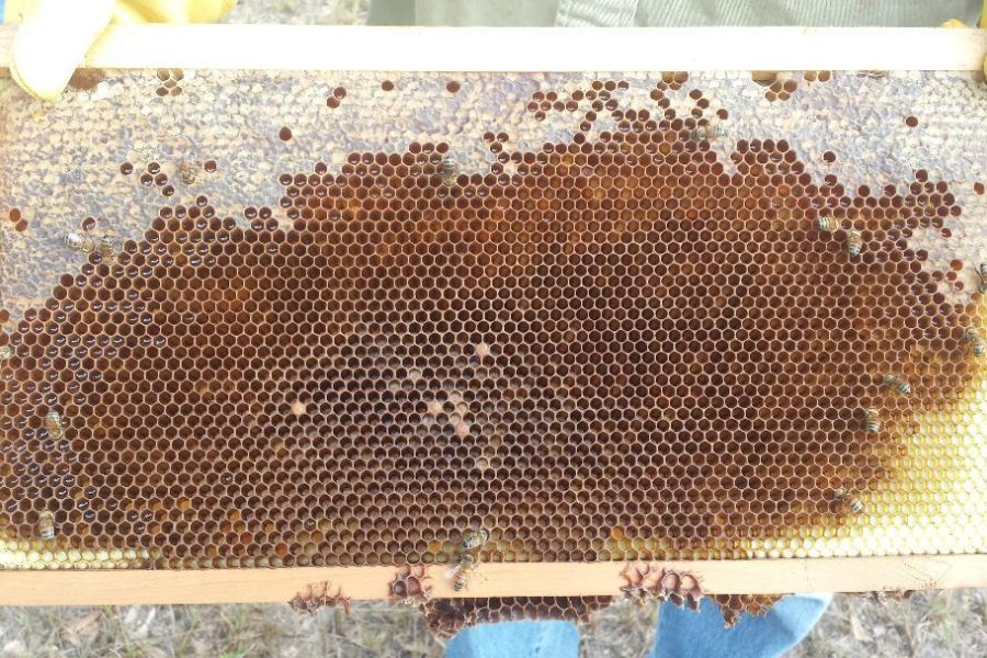 2018 Queen Rearing Class