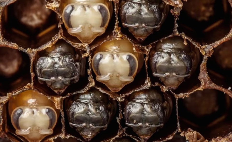 Watch the first 21 days of a bee’s life in 60 seconds