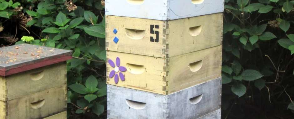 The Slatted Rack and the Empty Bottom Box in Early Spring